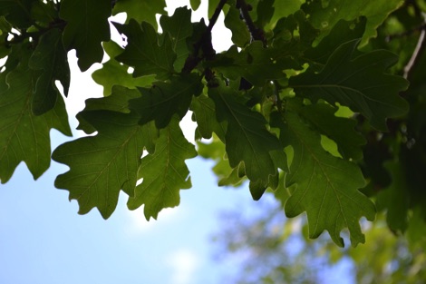 Oak leaves against blue sky